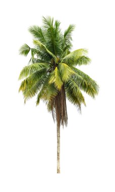 izole kırpma yolu ile dosyasının beyaz zemin üzerine Hindistan cevizi hurma ağacı .