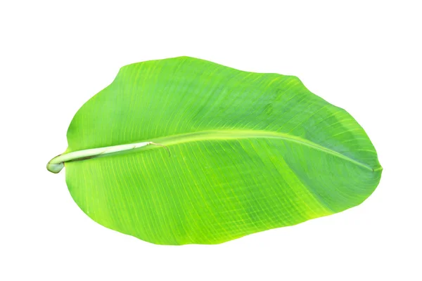 Foglia Banana Verde Texture Fogliame Tropicale Verde Isolata Sfondo Bianco — Foto Stock
