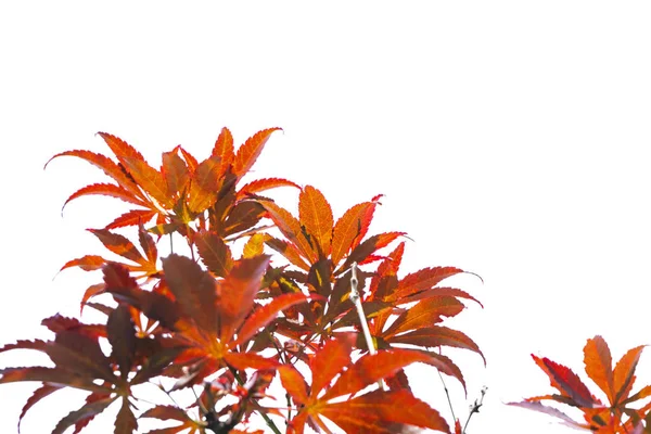 クリッピング パスを持つファイルの白い背景に春のアメリカハナノキ葉色変化 — ストック写真
