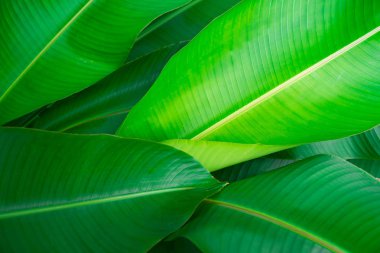 Closeup yeşil yaprak doğa arka planı için . 