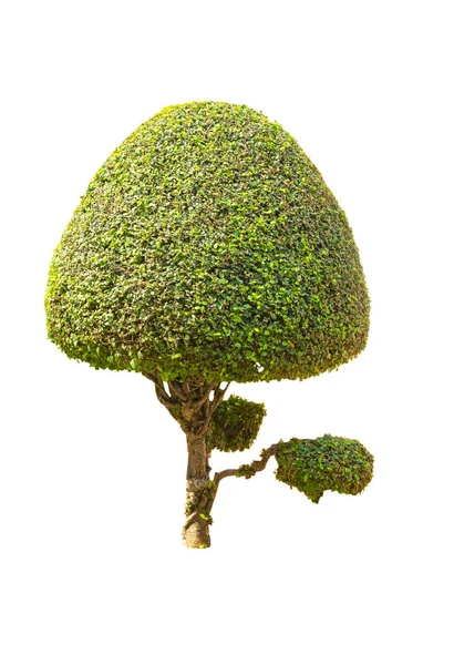 Prydnadsväxter Green Tree Isolerad Vit Bakgrund Fil Med Urklippsbana — Stockfoto