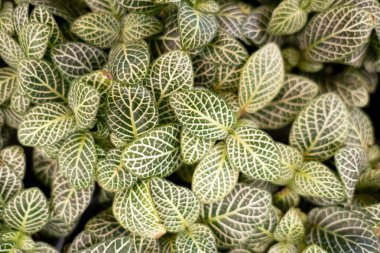 üstten görünüm Closeup yeşil yaprak doğa arka planı için .