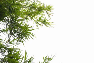 Yeşil Bambu yaprak, yeşil tropikal bitki örtüsü doku dosyasının kırpma yolu ile beyaz arka plan üzerinde izole .