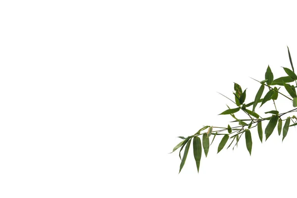 Zelené Bambusové Listy Zelené Tropické Listy Textura Izolovaných Bílém Pozadí — Stock fotografie