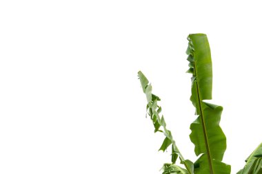 yeşil muz yaprağı, yeşil tropikal bitki örtüsü doku dosyasının kırpma yolu ile beyaz arka plan üzerinde izole .