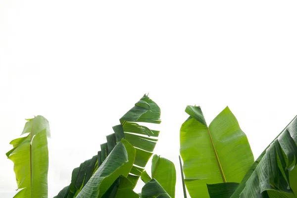 Hoja Plátano Verde Textura Follaje Tropical Verde Aislado Sobre Fondo — Foto de Stock