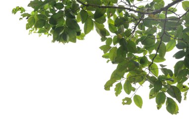 Kırpma yolu ile dosyasının beyaz arka plan üzerinde izole Closeup yeşil yaprak .