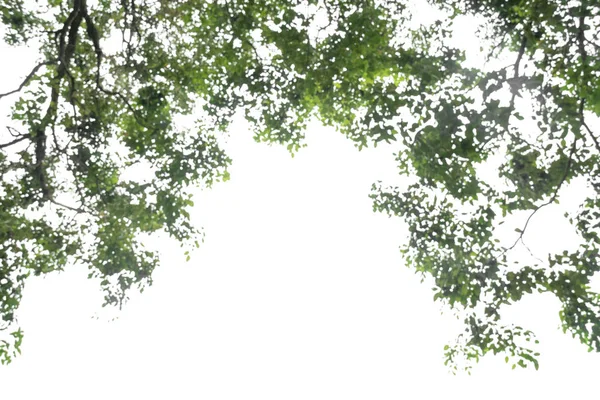 Abstrato Borrão Closeup Folha Verde Isolada Fundo Branco Arquivo Com — Fotografia de Stock