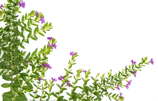 Čerstvé Zelené Listy Větve Růžový Květ Izolovaných Bílém Pozadí Souboru — Stock fotografie