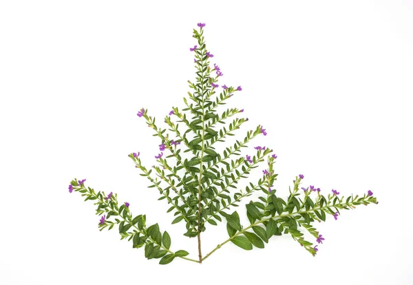 Frische Grüne Blätter Zweig Und Rosa Blume Isoliert Auf Weißem — Stockfoto