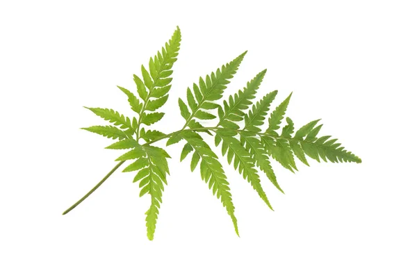 Čerstvé Zelené Listy Větev Izolovaných Bílém Pozadí Souboru Ořezovou Cestou — Stock fotografie
