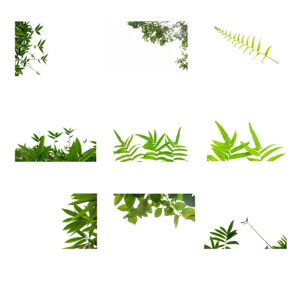 Nahaufnahme Grünes Blatt Mit Wassertröpfchen Isoliert Auf Weißem Hintergrund — Stockfoto