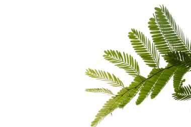 Kırpma yolu ile dosyasının beyaz arka plan üzerinde izole Closeup yeşil yaprak .