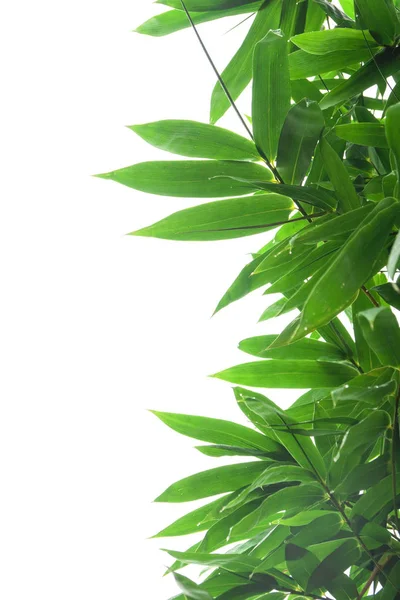 Folha Bambu Verde Textura Folhagem Tropical Verde Isolado Fundo Branco — Fotografia de Stock