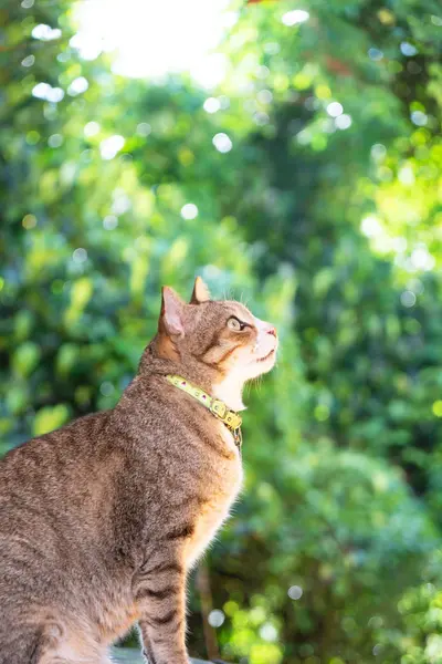 Портрет Красивий Коричневий Кіт Сидить Виглядає Зеленим Бугі Фоном — стокове фото
