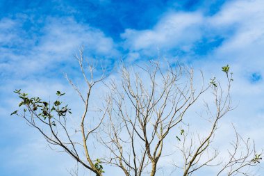 Ölü ve kuru büyük ağaç mavi gökyüzü arkaplanı .