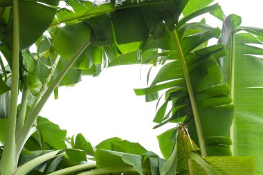 yeşil muz yaprağı, yeşil tropikal bitki örtüsü doku dosyasının kırpma yolu ile beyaz arka plan üzerinde izole .