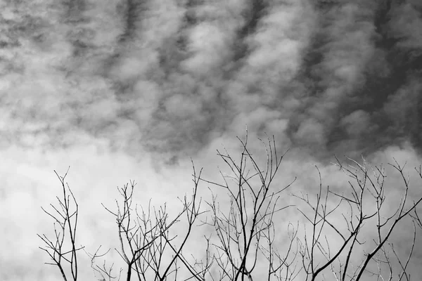 Preto Branco Árvore Grande Morto Seco Natureza Arte — Fotografia de Stock