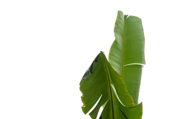 Green Banana Leaf Green Tropical Foliage Texture Isolated White Background — Stock Photo, Image