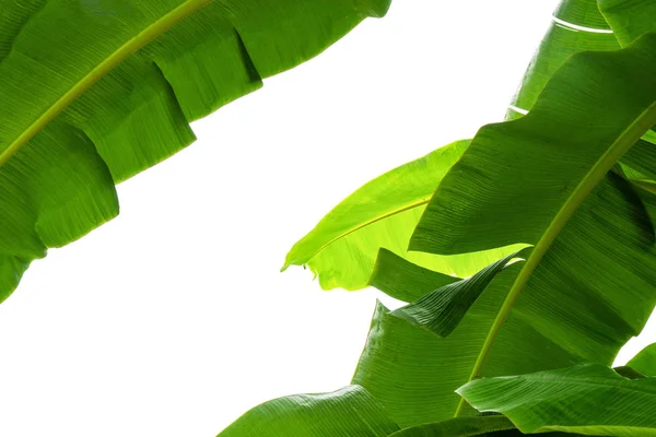 Feuille Banane Verte Texture Verte Feuillage Tropical Isolé Sur Fond — Photo