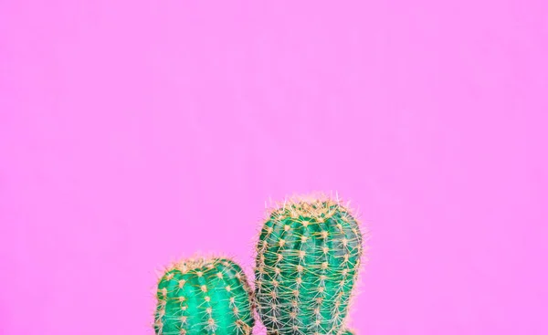 Närbild Grön Cactus Rosa Bakgrund Mode Mönster Art Gallery Minimal — Stockfoto