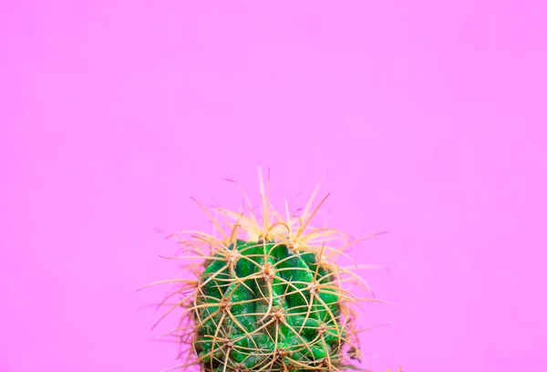 Gros Plan Vert Cactus Sur Fond Rose Modèle Mode Galerie — Photo