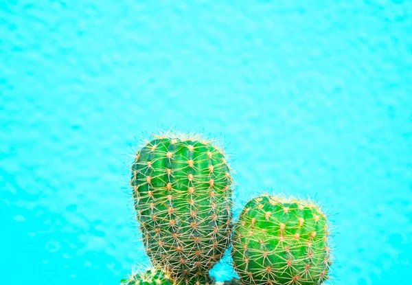 Nahaufnahme Grüner Kaktus Auf Blauem Hintergrund Modemuster Kunstgalerie Minimal — Stockfoto
