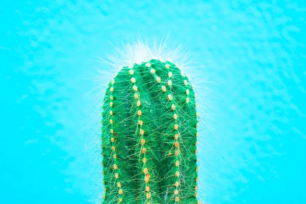 Primer Plano Cactus Verde Sobre Fondo Azul Patrón Moda Galería — Foto de Stock