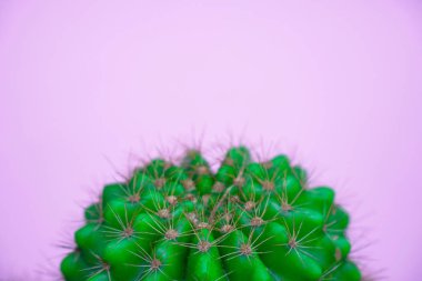 closeup yeşil kaktüs, pembe arka plan. Moda deseni. Sanat Galerisi en az.