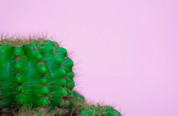 Närbild Grön Cactus Rosa Bakgrund Mode Mönster Art Gallery Minimal — Stockfoto