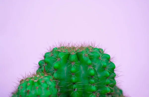 Primer Plano Cactus Verde Sobre Fondo Rosa Patrón Moda Galería — Foto de Stock