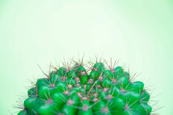 Närbild Grön Cactus Gul Bakgrund Mode Mönster Art Gallery Minimal — Stockfoto