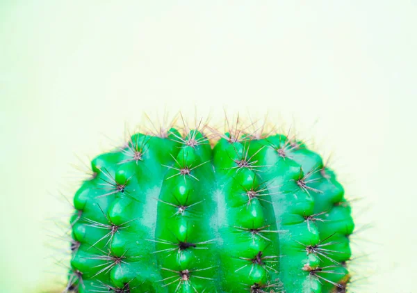 Närbild Grön Cactus Gul Bakgrund Mode Mönster Art Gallery Minimal — Stockfoto