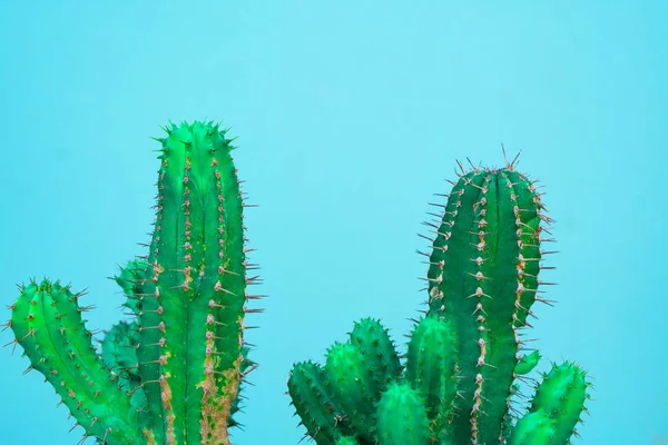 Närbild Grön Cactus Blå Bakgrund Mode Mönster Art Gallery Minimal — Stockfoto