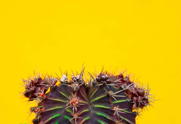 Primer Plano Cactus Verde Sobre Fondo Amarillo Patrón Moda Galería — Foto de Stock