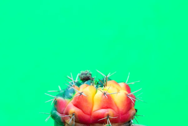 Närbild Grön Cactus Grön Bakgrund Mode Mönster Art Gallery Minimal — Stockfoto