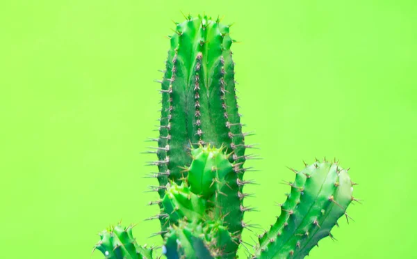 Nahaufnahme Grüner Kaktus Auf Grünem Hintergrund Modemuster Kunstgalerie Minimal — Stockfoto