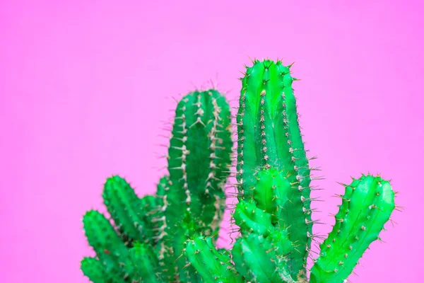 Primo Piano Cactus Verde Sfondo Rosa Moda Galleria Arte Minimale — Foto Stock