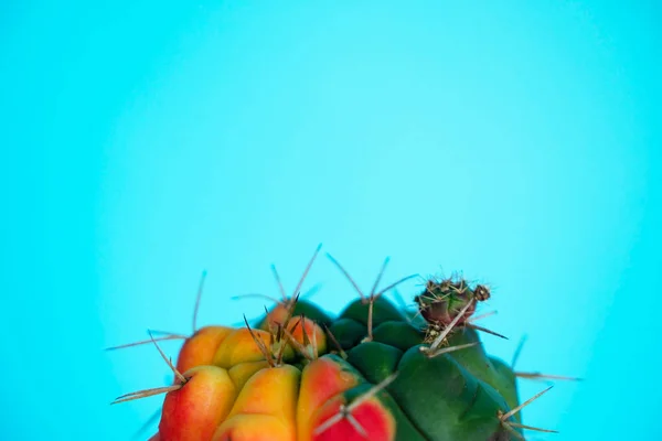 Närbild Grön Cactus Blå Bakgrund Mode Mönster Art Gallery Minimal — Stockfoto