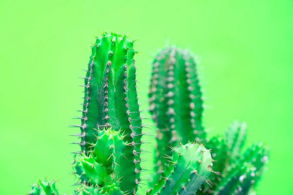 Primer Plano Cactus Verde Sobre Fondo Verde Patrón Moda Galería — Foto de Stock
