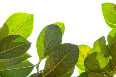 Kırpma yolu ile dosyasının beyaz arka plan üzerinde izole Closeup yeşil yaprak .