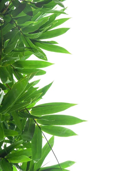 Folha Bambu Verde Textura Folhagem Tropical Verde Isolado Fundo Branco — Fotografia de Stock