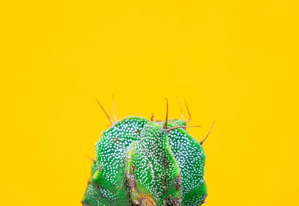 closeup kaktüs sarı zemin üzerine yeşil. Moda deseni. Sanat Galerisi en az.