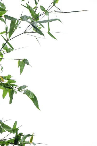 Hoja Bambú Verde Textura Follaje Tropical Verde Aislado Sobre Fondo —  Fotos de Stock