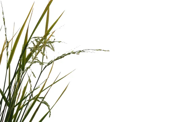 Čerstvý Zelený Rýže Rostlina Izolovaných Bílém Pozadí Souboru Ořezovou Cestou — Stock fotografie