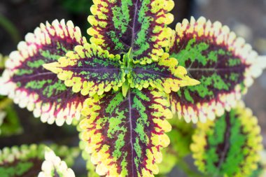 Closeup yeşil ve kırmızı yaprak doğa arka plan için. Yeşilden bir yaratıcı ve kırmızı ağaç yaprak.