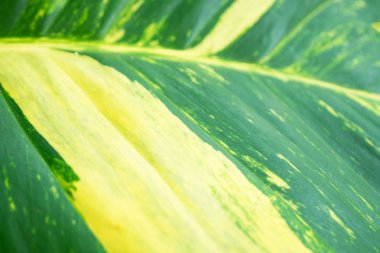 Closeup yeşil yaprak doğa arka plan için. yeşil ağaç yaprak. 