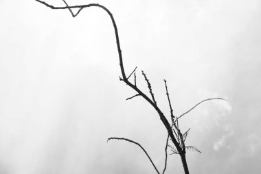 siyah ve beyaz, ölü ve kuru büyük ağaç. Sanat doğa. 