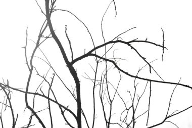 Ölü ve kuru büyük ağaç. Sanat doğa. siyah ve beyaz, beyaz bir arka planda dosyasının kırpma yolu ile izole .