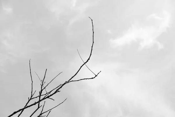 Чорно Біле Мертве Сухе Велике Дерево Мистецька Природа — стокове фото